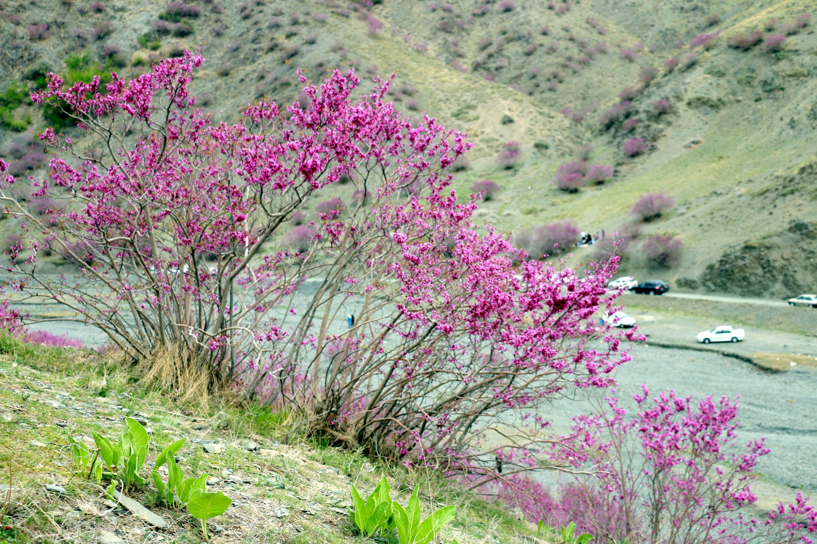 دره ارغوان مشهد، طبیعت زیبای خراسان